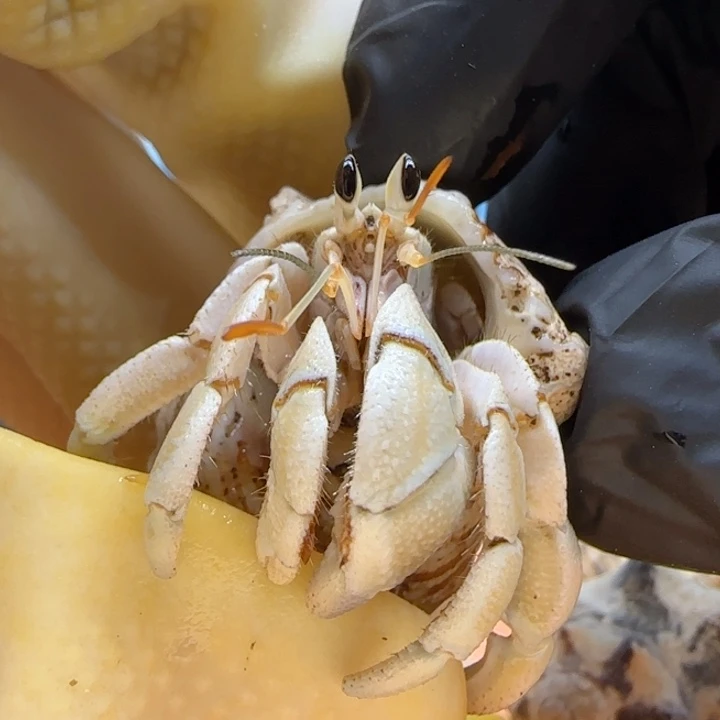 A112干净奶黄包 灰白1.5cm口径