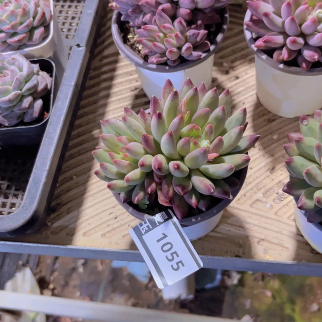 黄体虞美人多肉植物1055