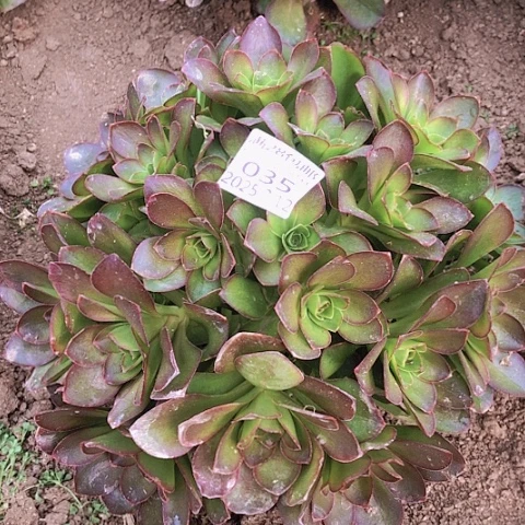 2.12-35魅金多肉植物