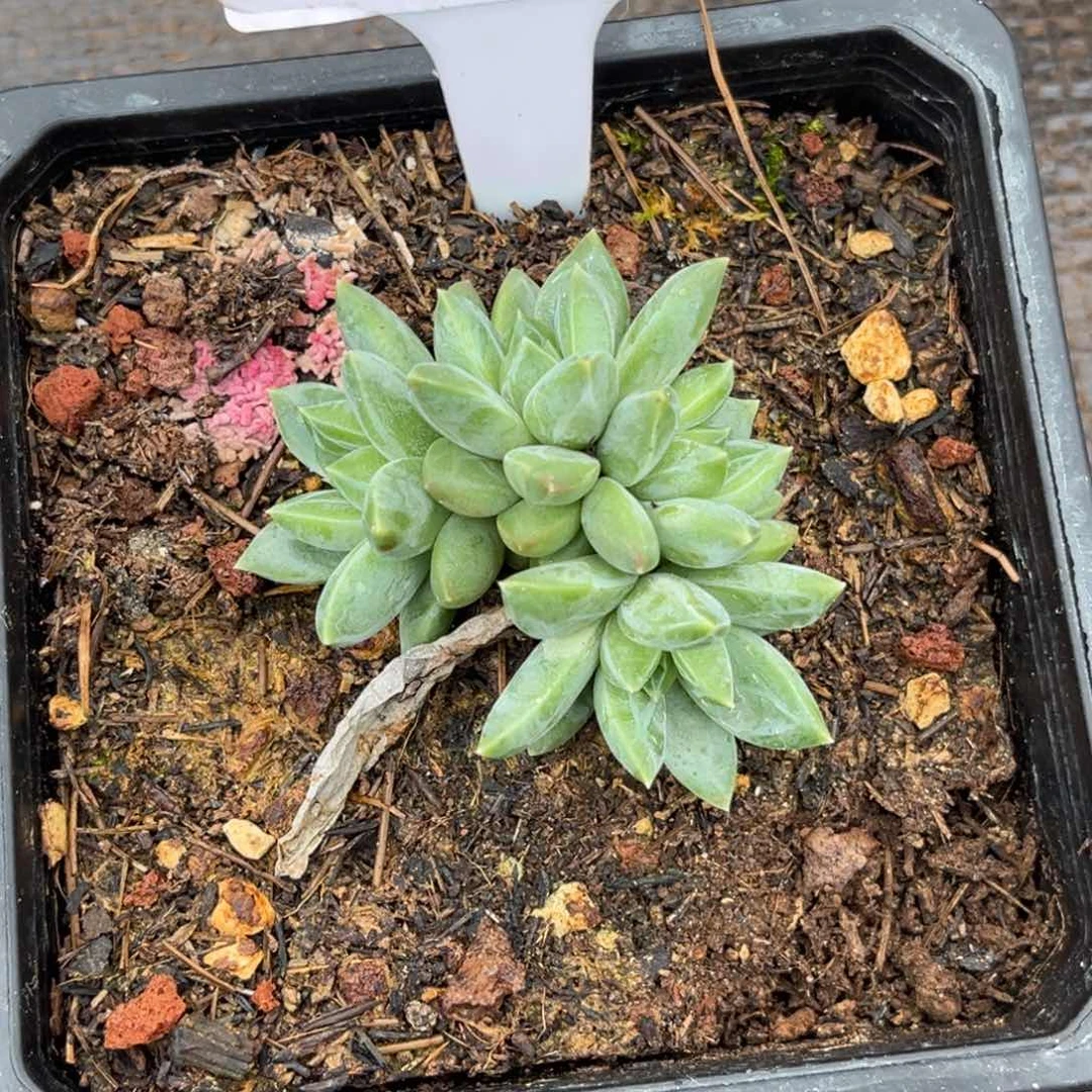 美人系多肉植物295