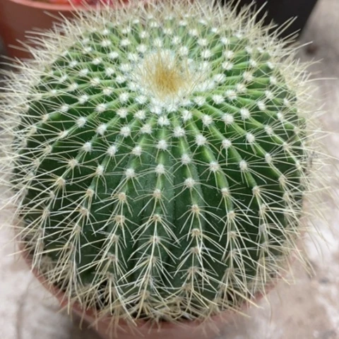 金冠仙人球5米仙人球