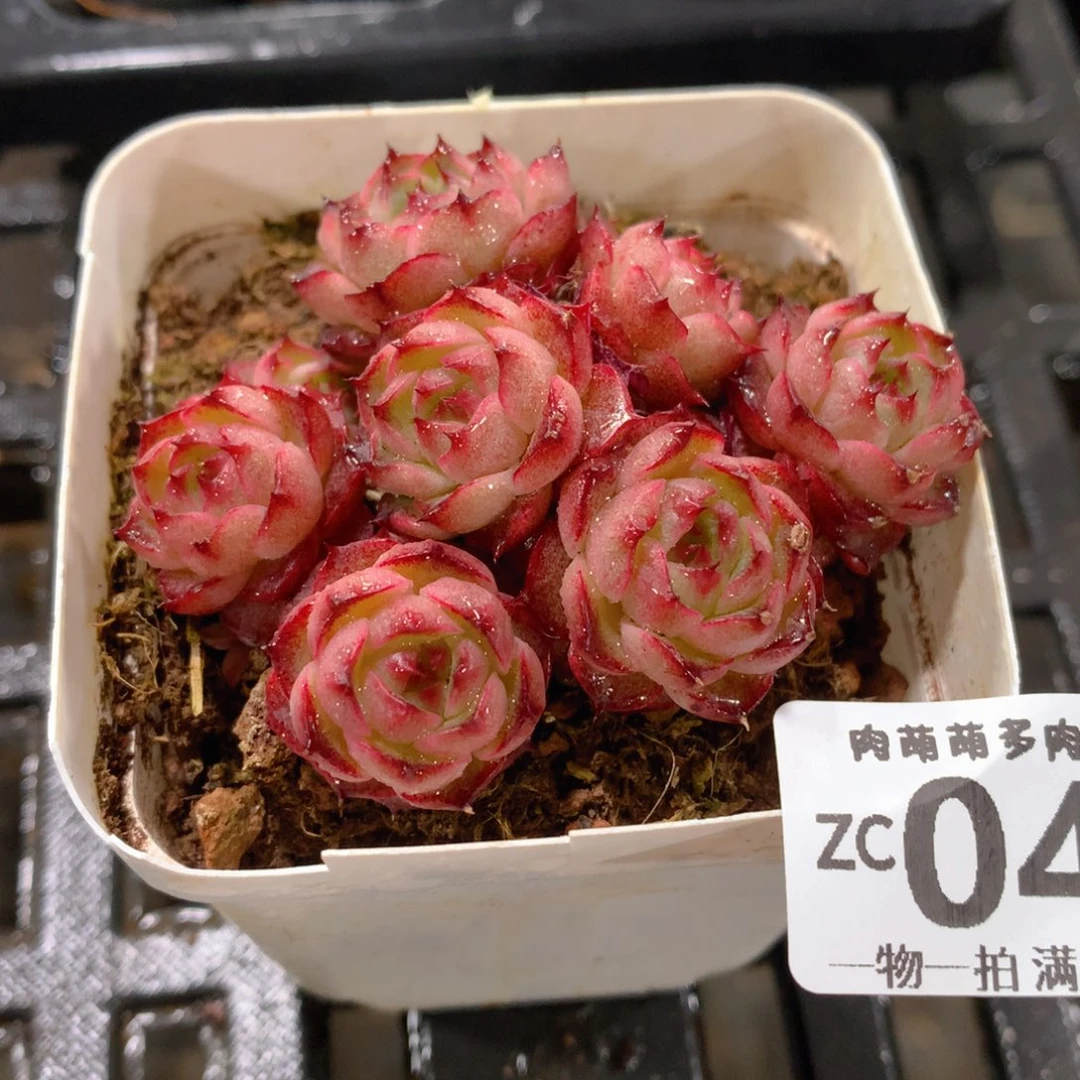 肉萌萌拇指盆精控多肉ZC042