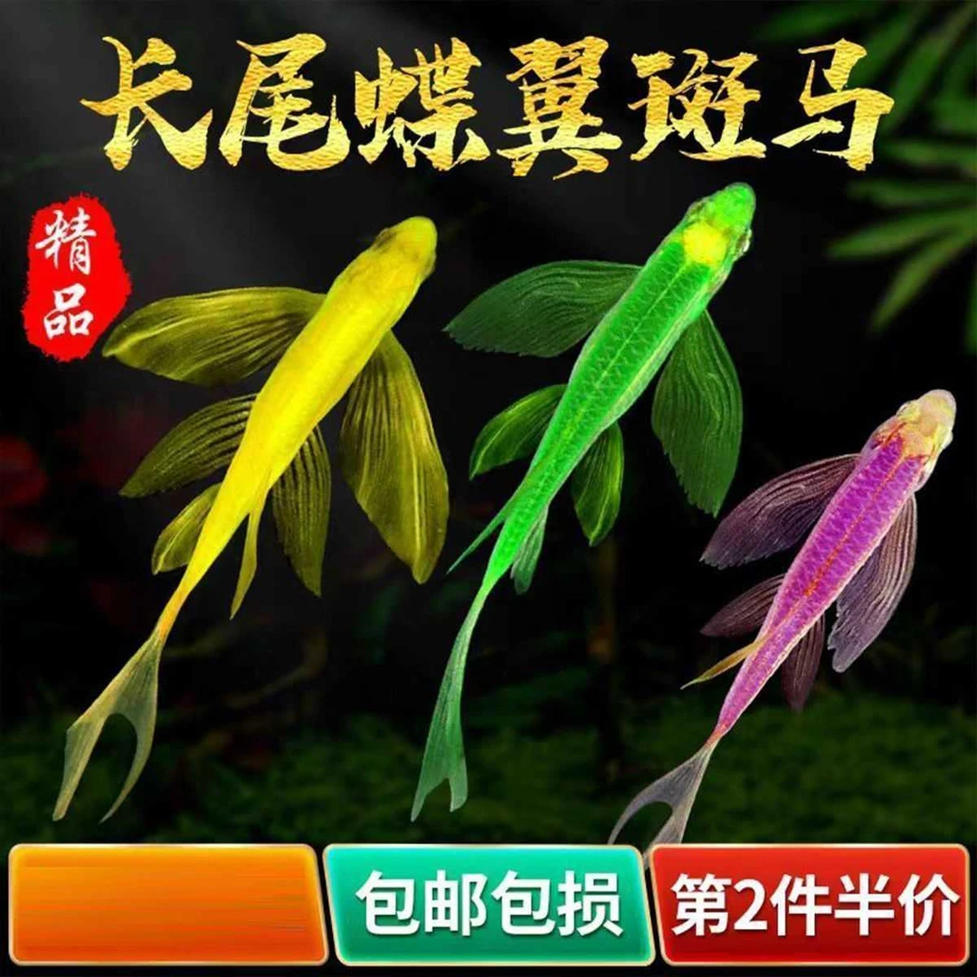 蝶翼斑马鱼观赏鱼小型热带鱼好养耐低温皮实