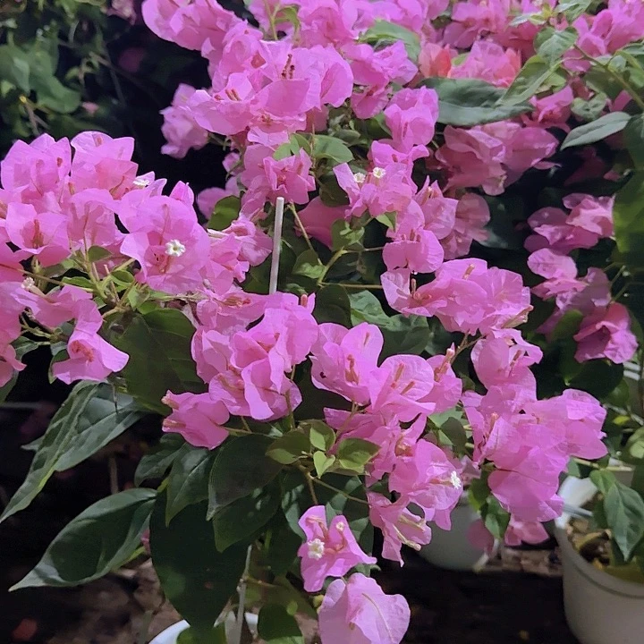 无花朵三角梅三角梅橙粉公主