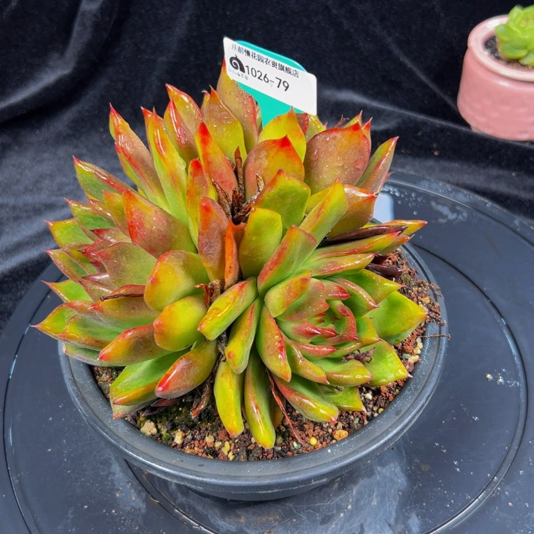 从前慢多肉编号1026-79