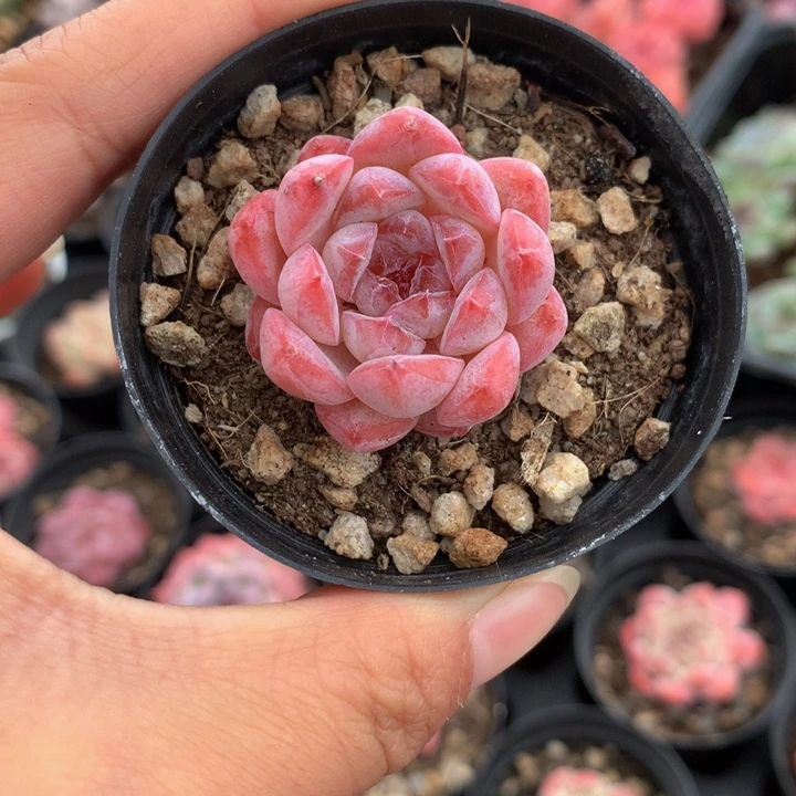 精控冰冰单头多肉