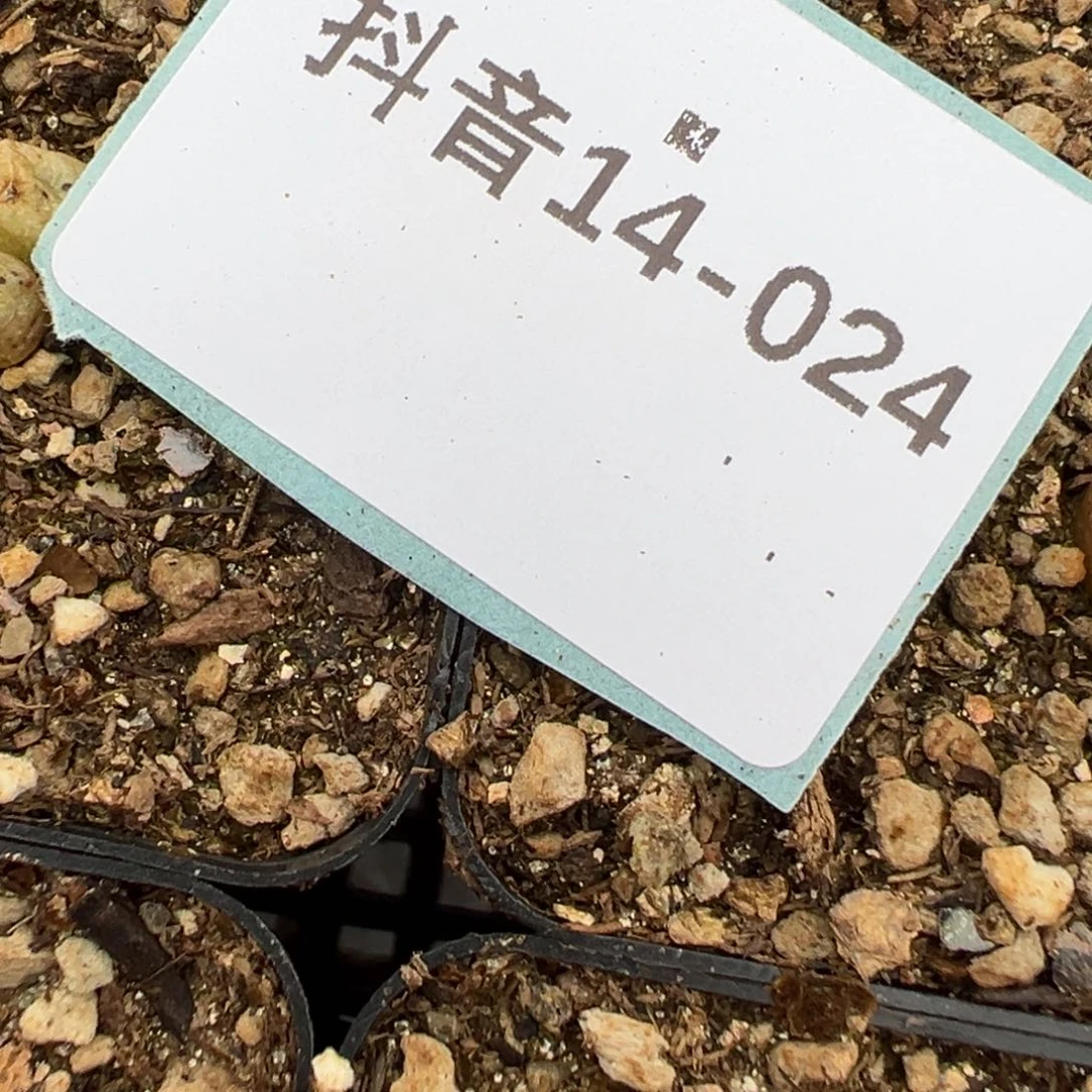 时****?14-24肉锥多肉植物