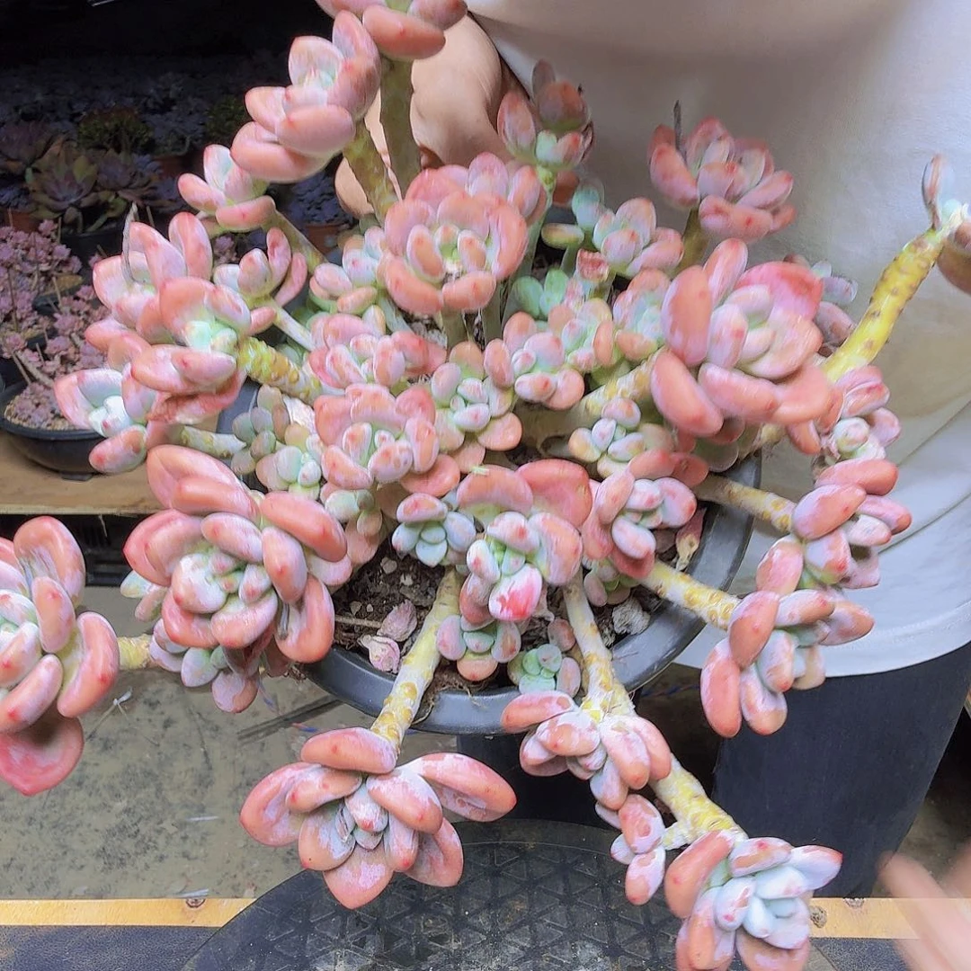 红洛神一物一拍老桩