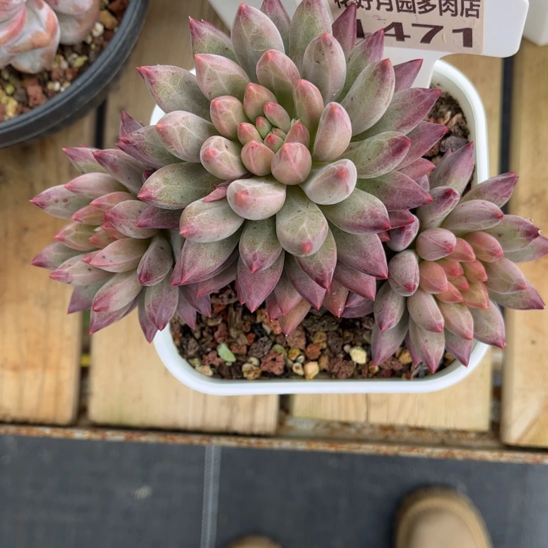 多肉植物1471 满30包邮