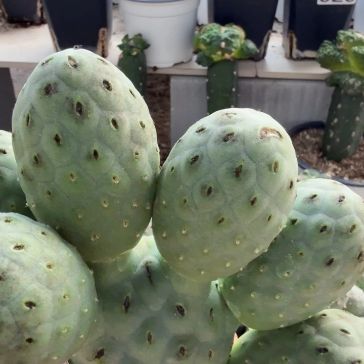 用***2无花朵254落地大绿皮陨石坑习