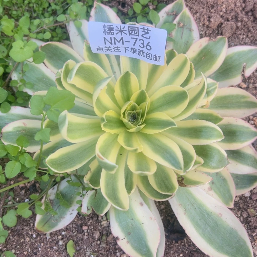 青联多肉植物736