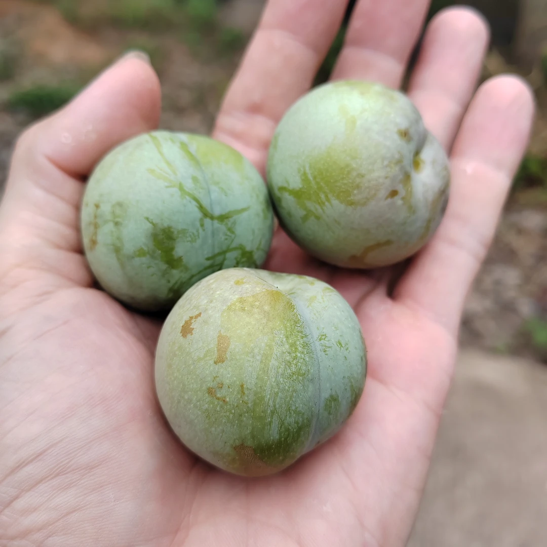 华容东山本地太平果当季新鲜脆甜时令孕妇水果