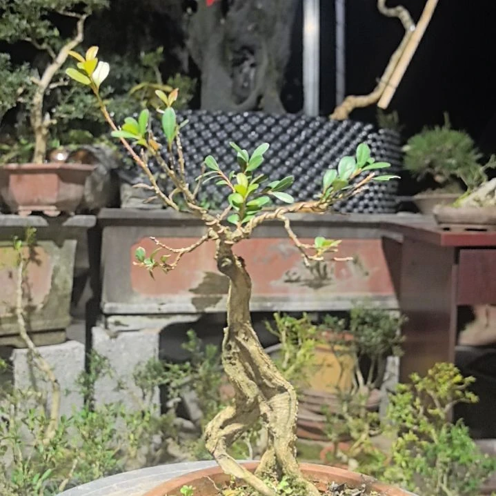 黄杨麒**月黄杨花造型盆景树