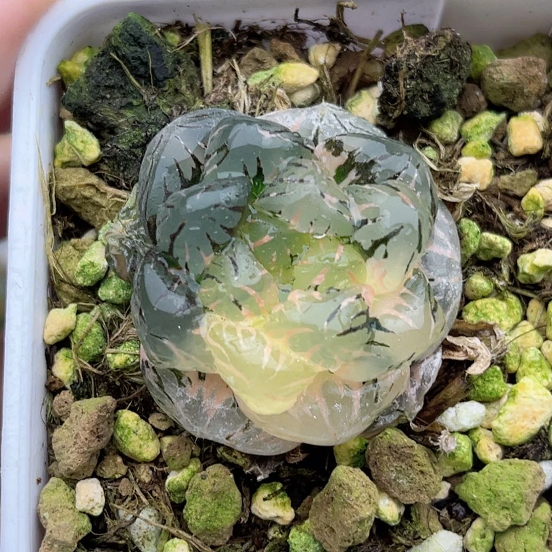125紫罗兰玉露锦福利专场