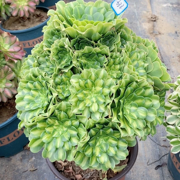 633翡翠琉璃多肉法师