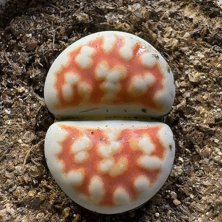 生石花1121222。  152