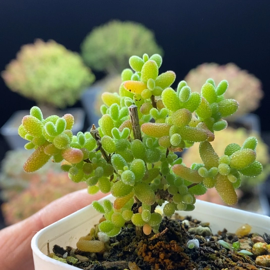 322蜜橘糖球。