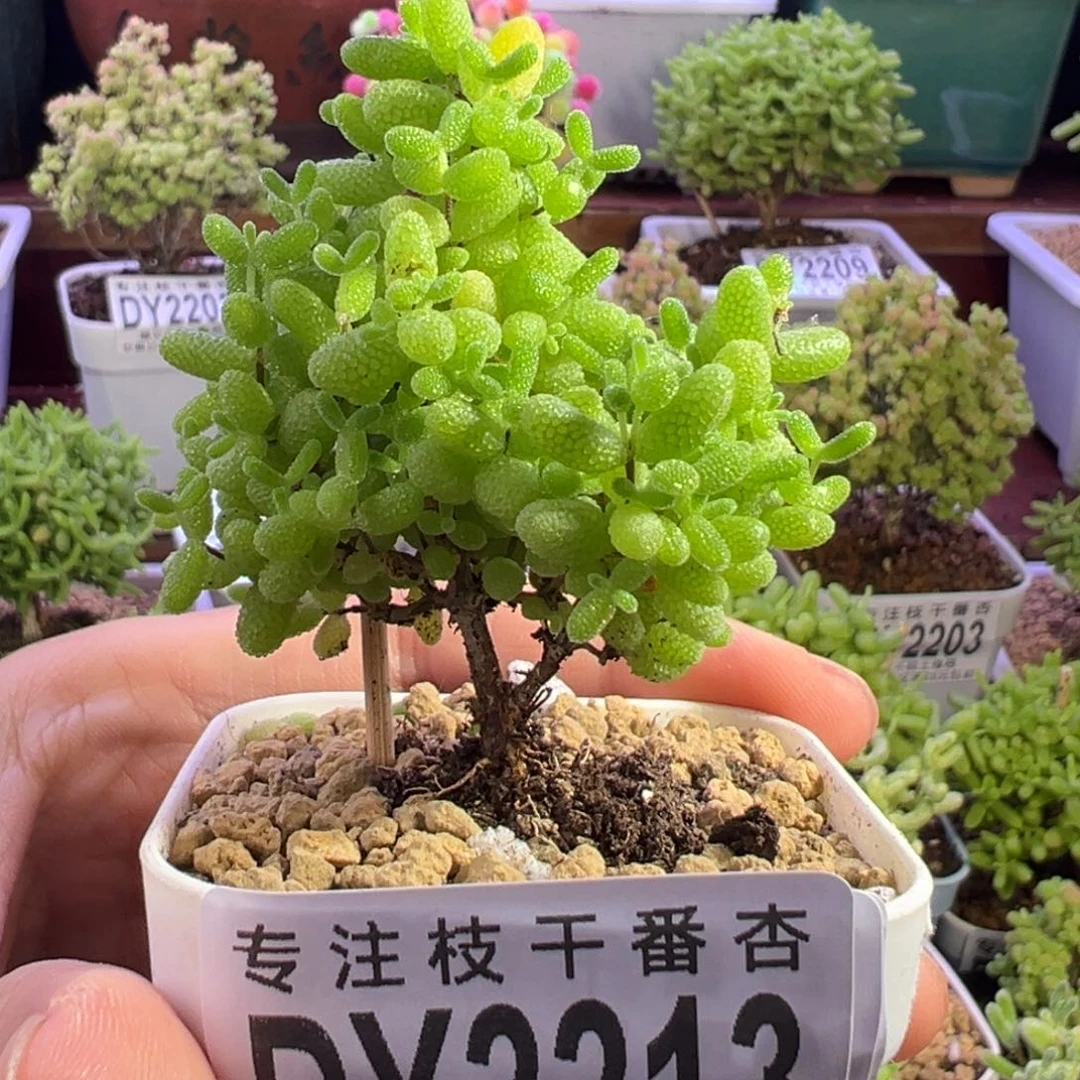 2213国庆福利一物一拍