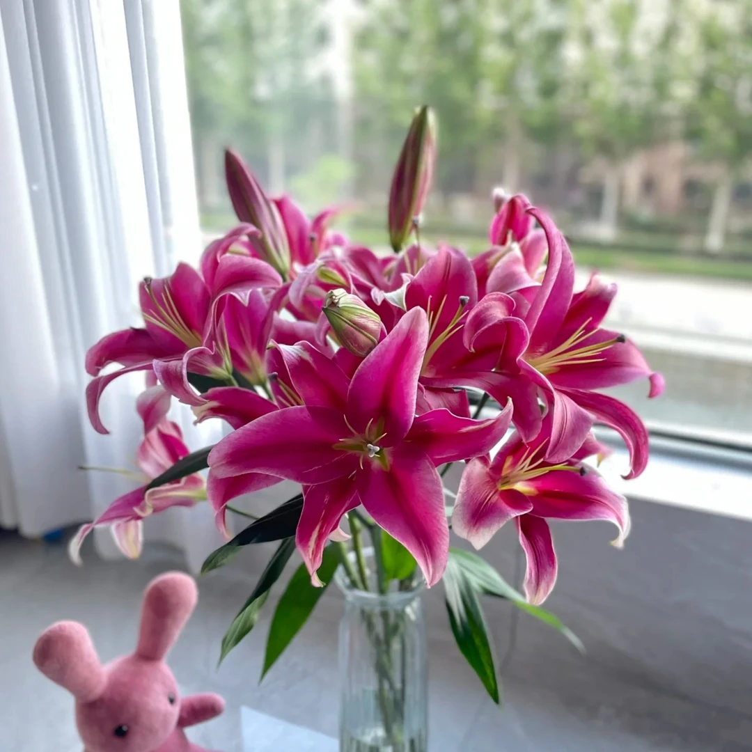红福香水百合(上色和当地气候有关,介意者慎拍)