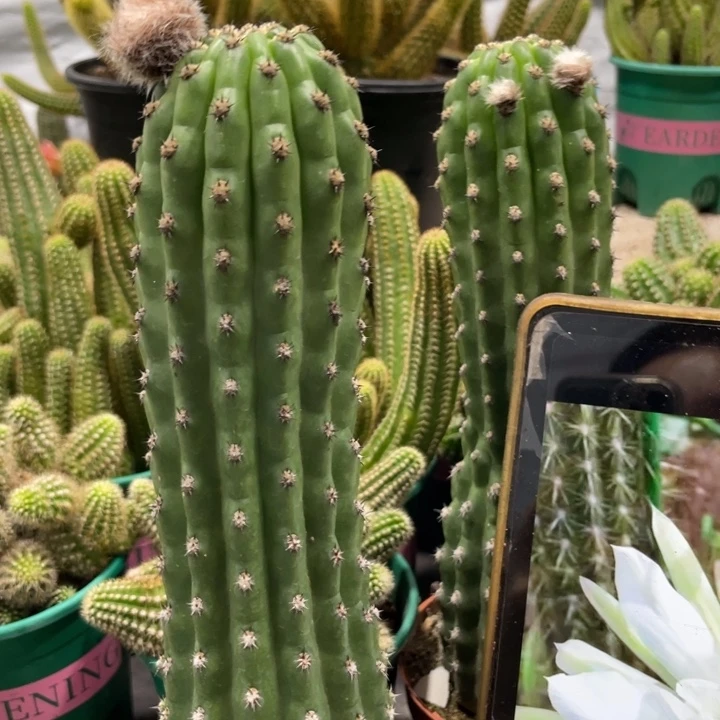 新品毛花住鹦鹉20公分优先带花苞