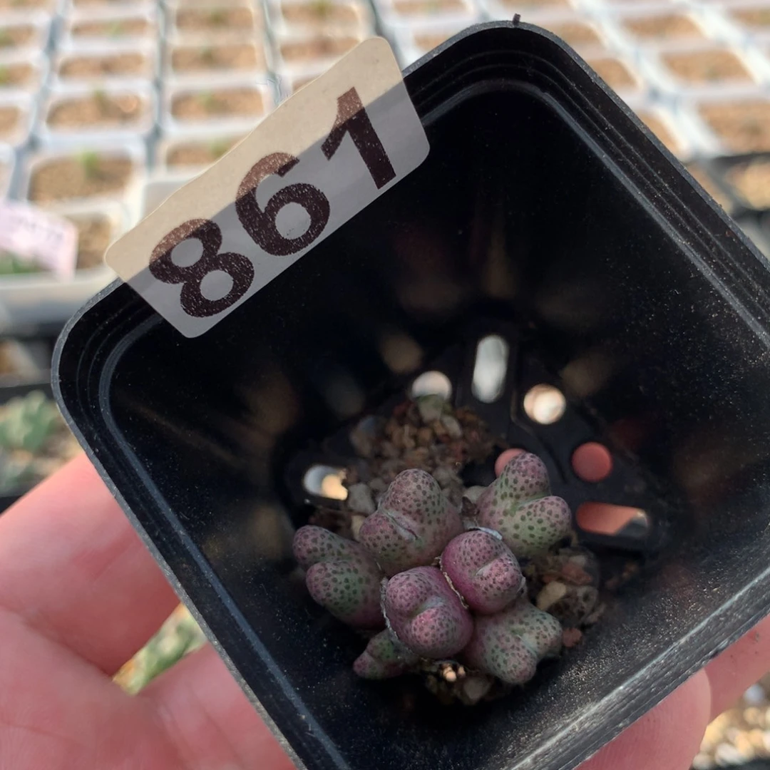 柴**?861斑马母本一颗