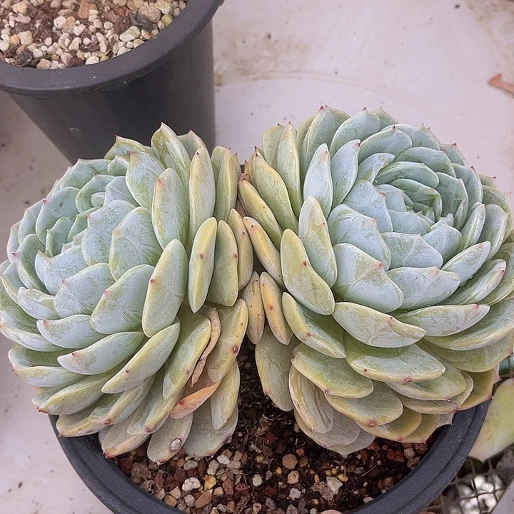 劳林1848多肉植物