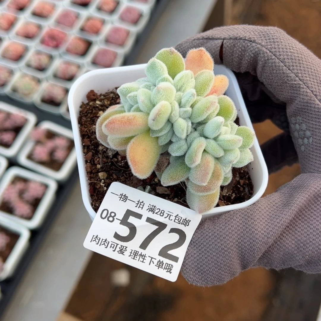 ᑋ****雪晃星缀化多肉单头多肉