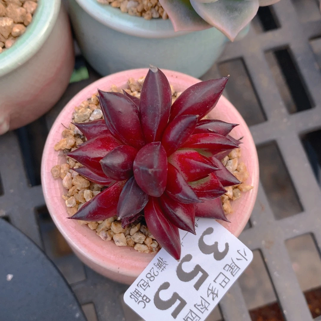 BC小尾巴5CM迷你拇指盆355