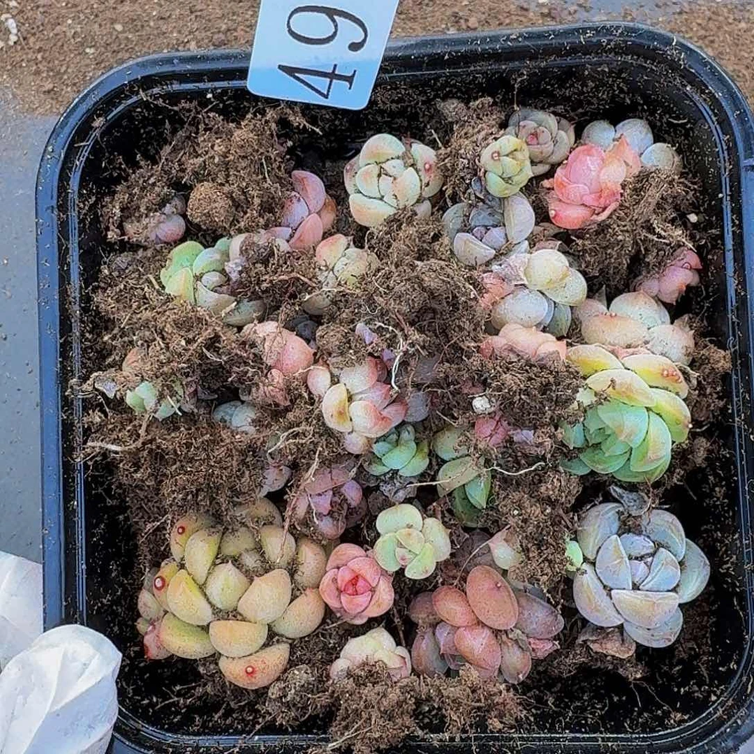 依**初多肉植物多肉植物49