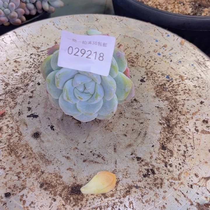 涵***多肉一物一拍9218