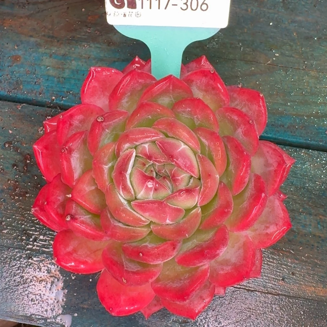 从前慢花园多肉编号1117-306