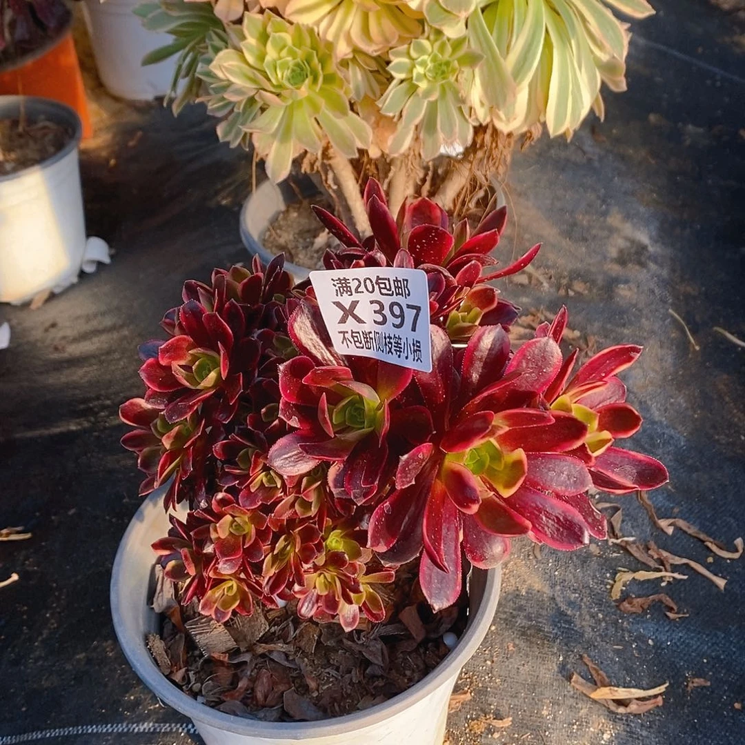 397欧佳丽朵朵缀多肉