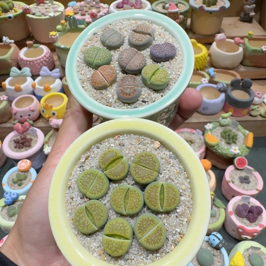 蘑菇1194巴厘彩拼多肉植物