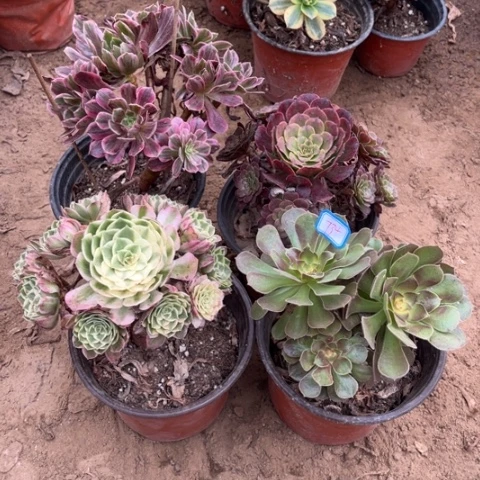 734多肉植物组合，