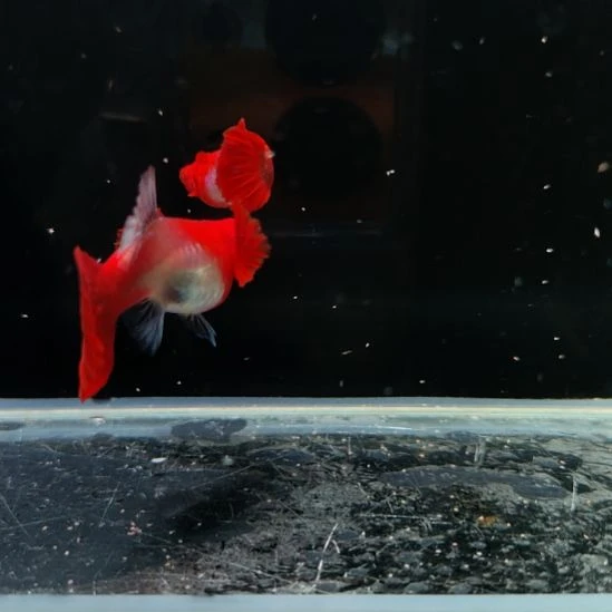 孔雀鱼深海蓝双分水一对