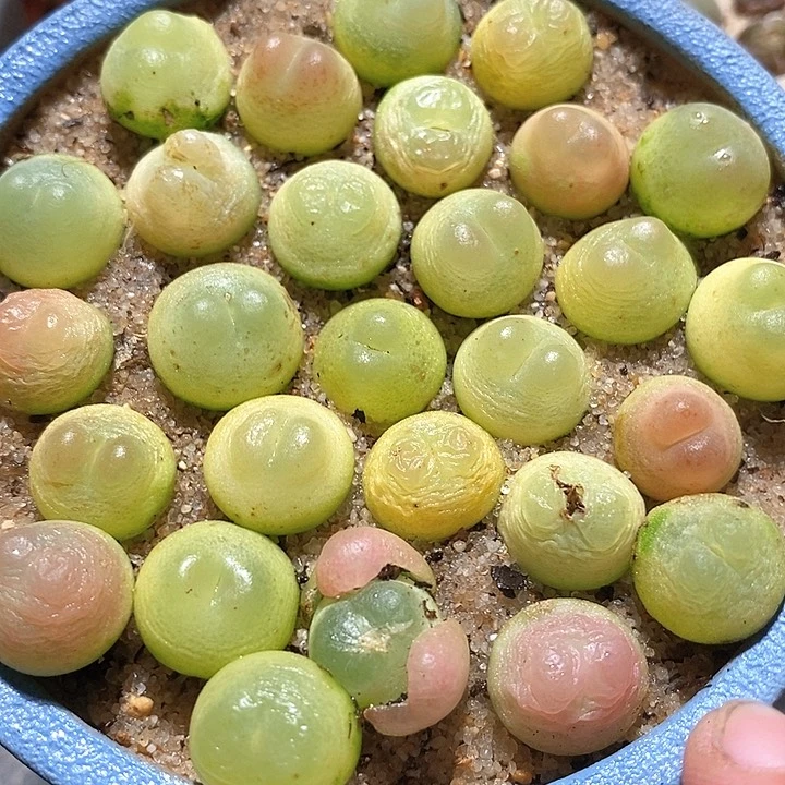 27508拉登样本一颗