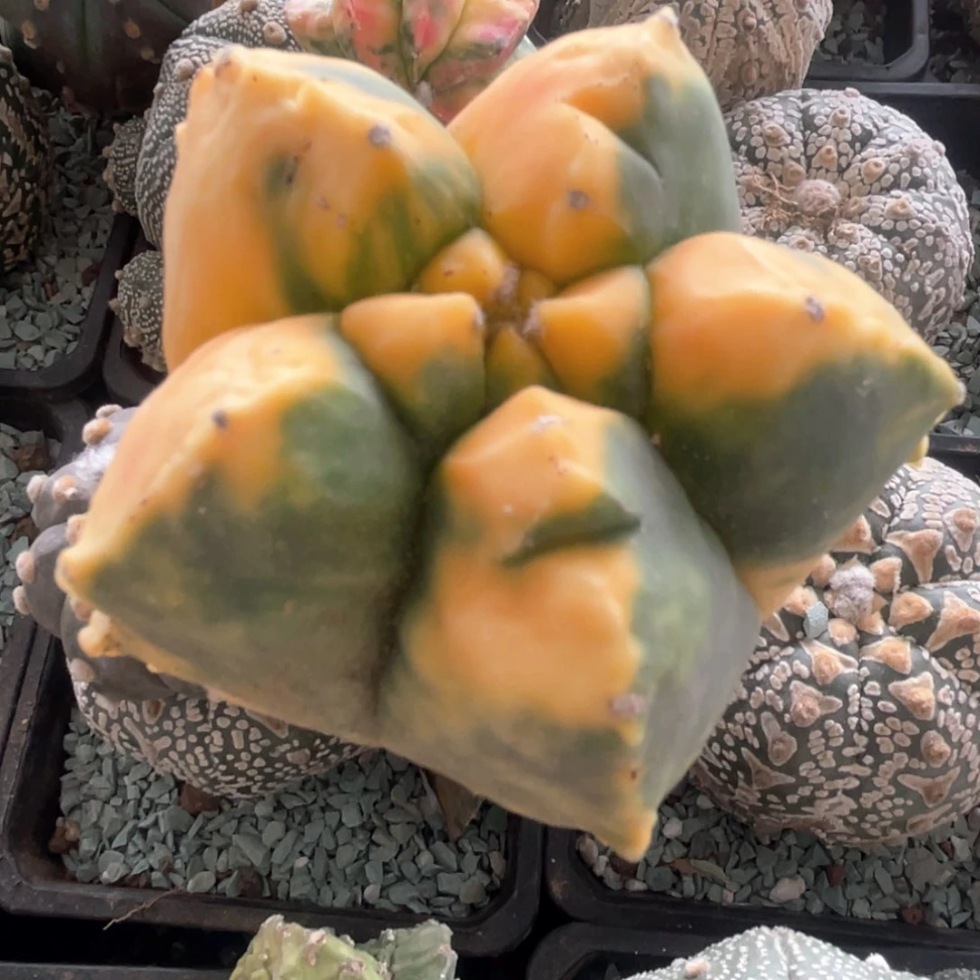 完全开放鸾凤玉1