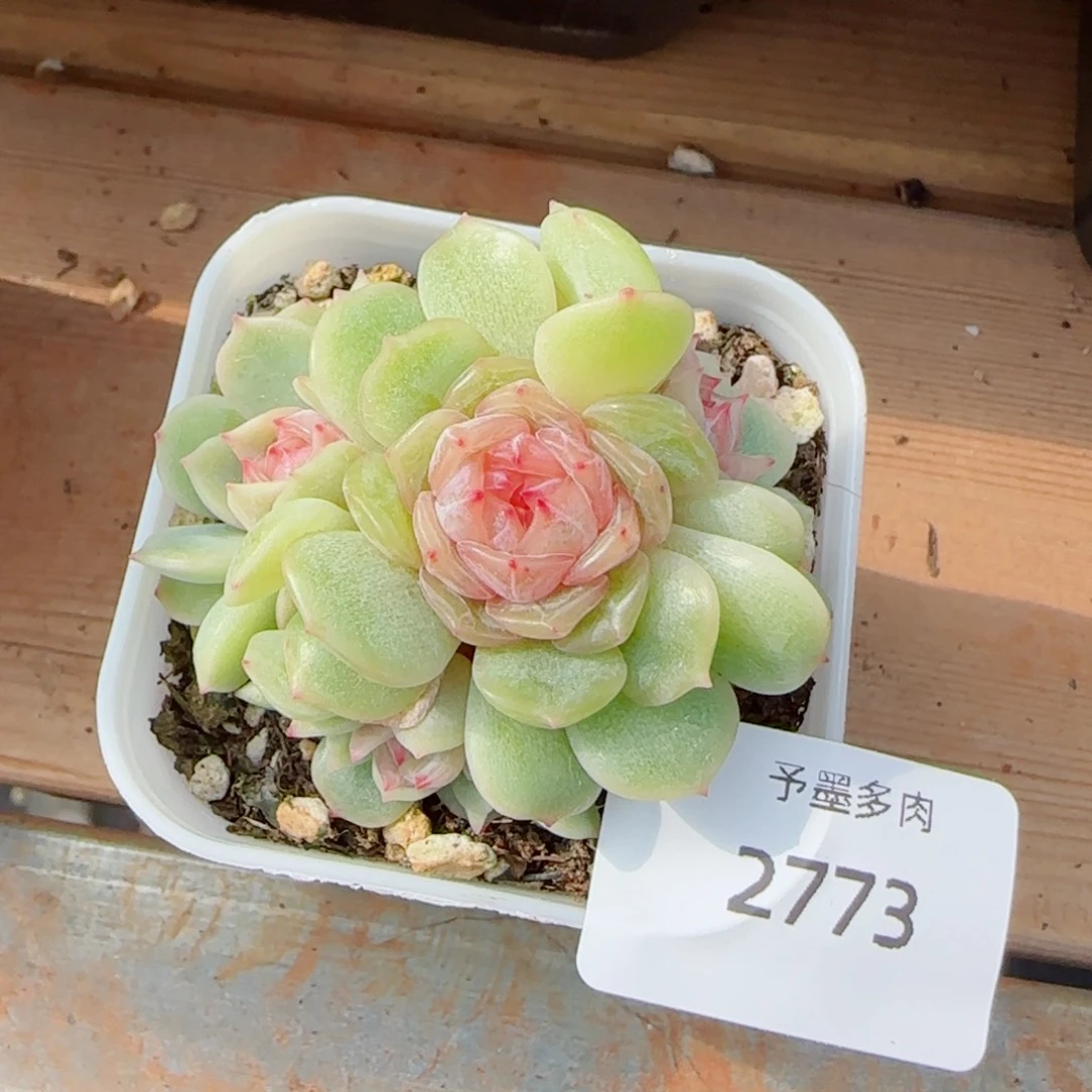 梦奇，2773多肉植物