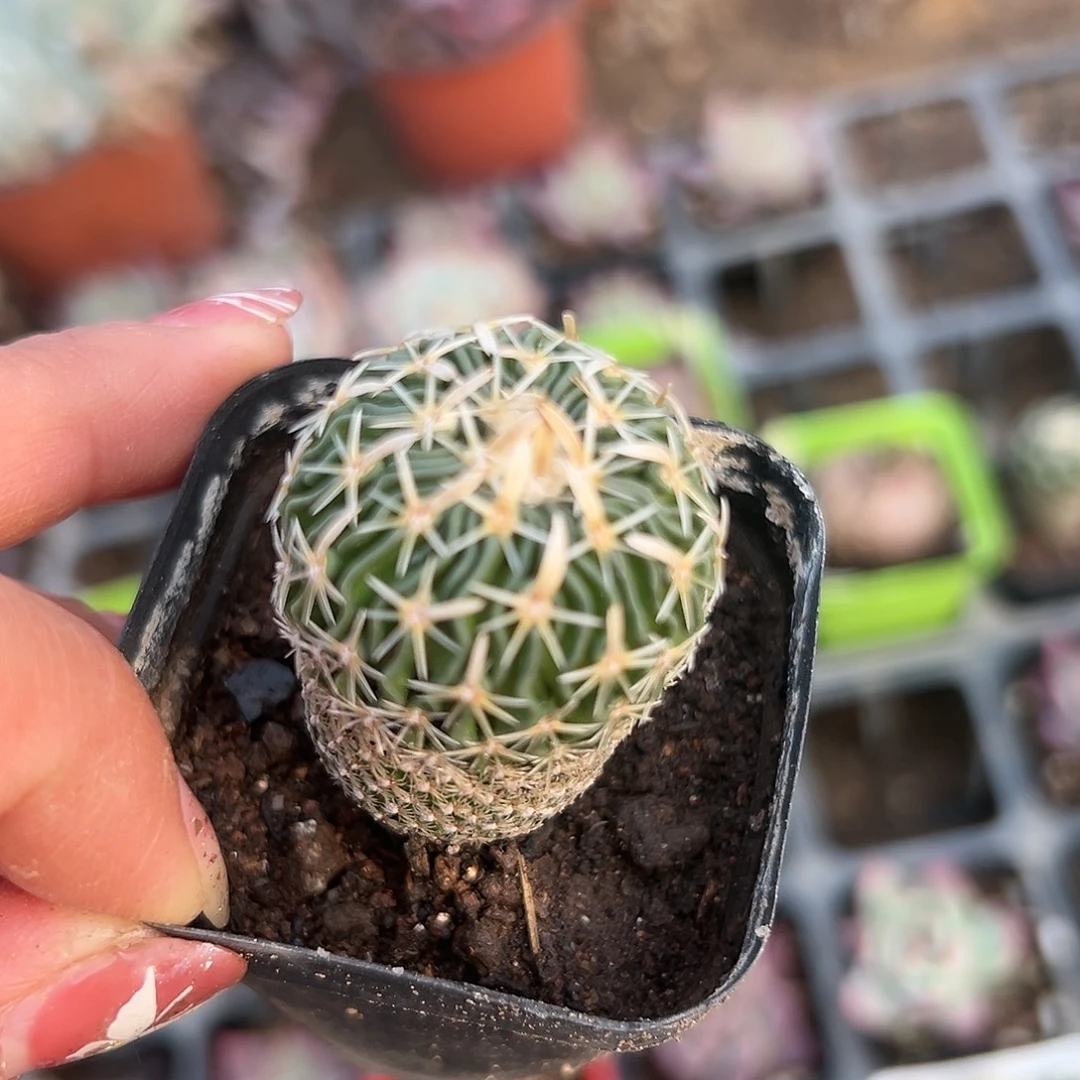 多肉植物太刀岚单头