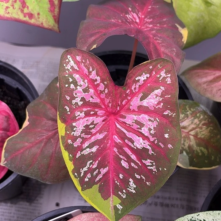 78-0808金矿广东现货