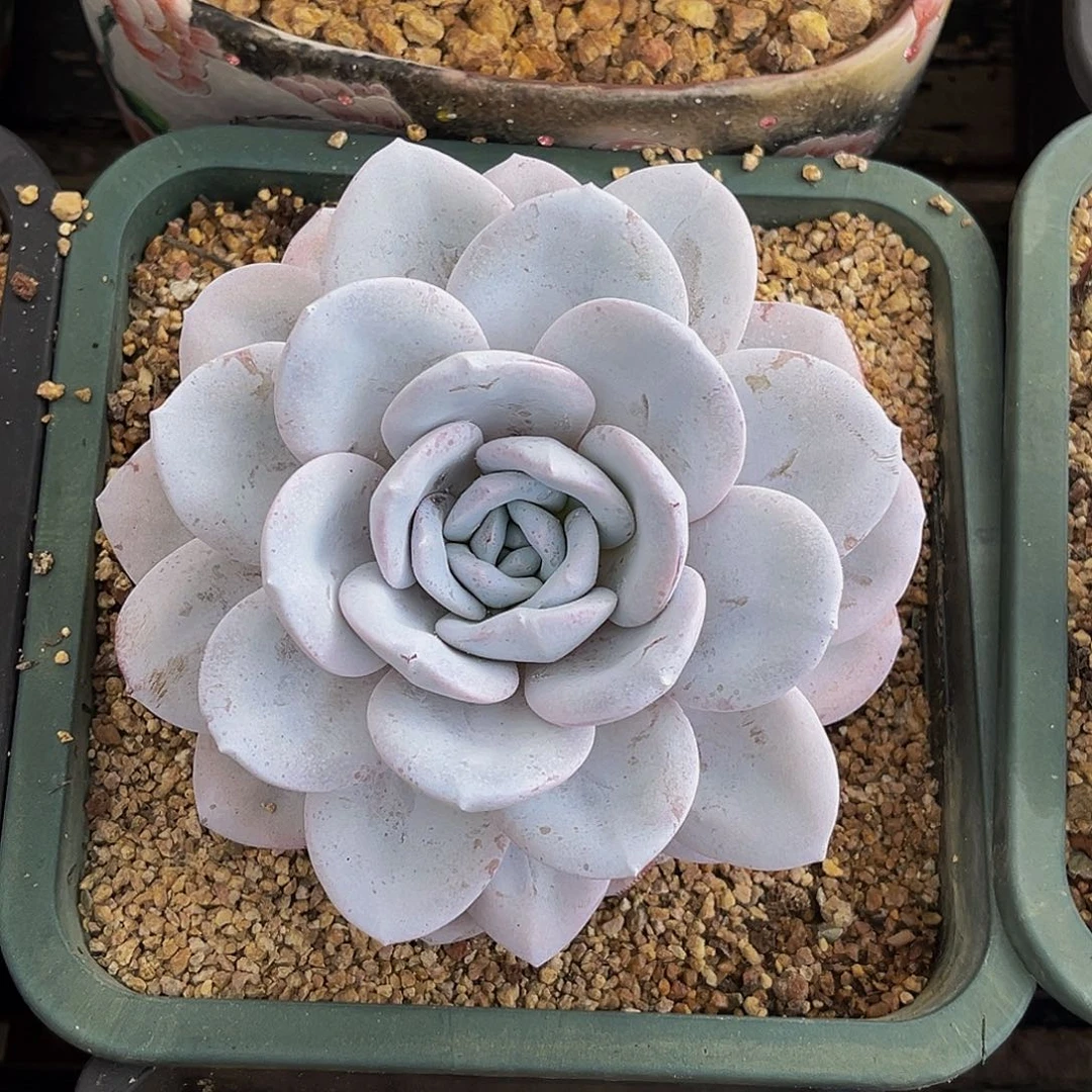 雪莲单头一物一拍