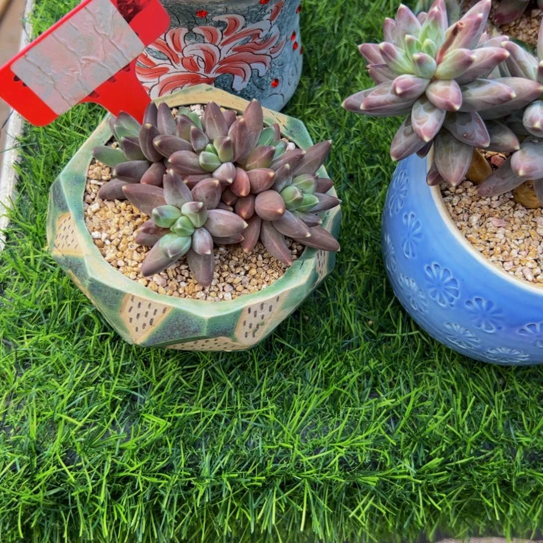 米*儿凤羽小朵朵缀