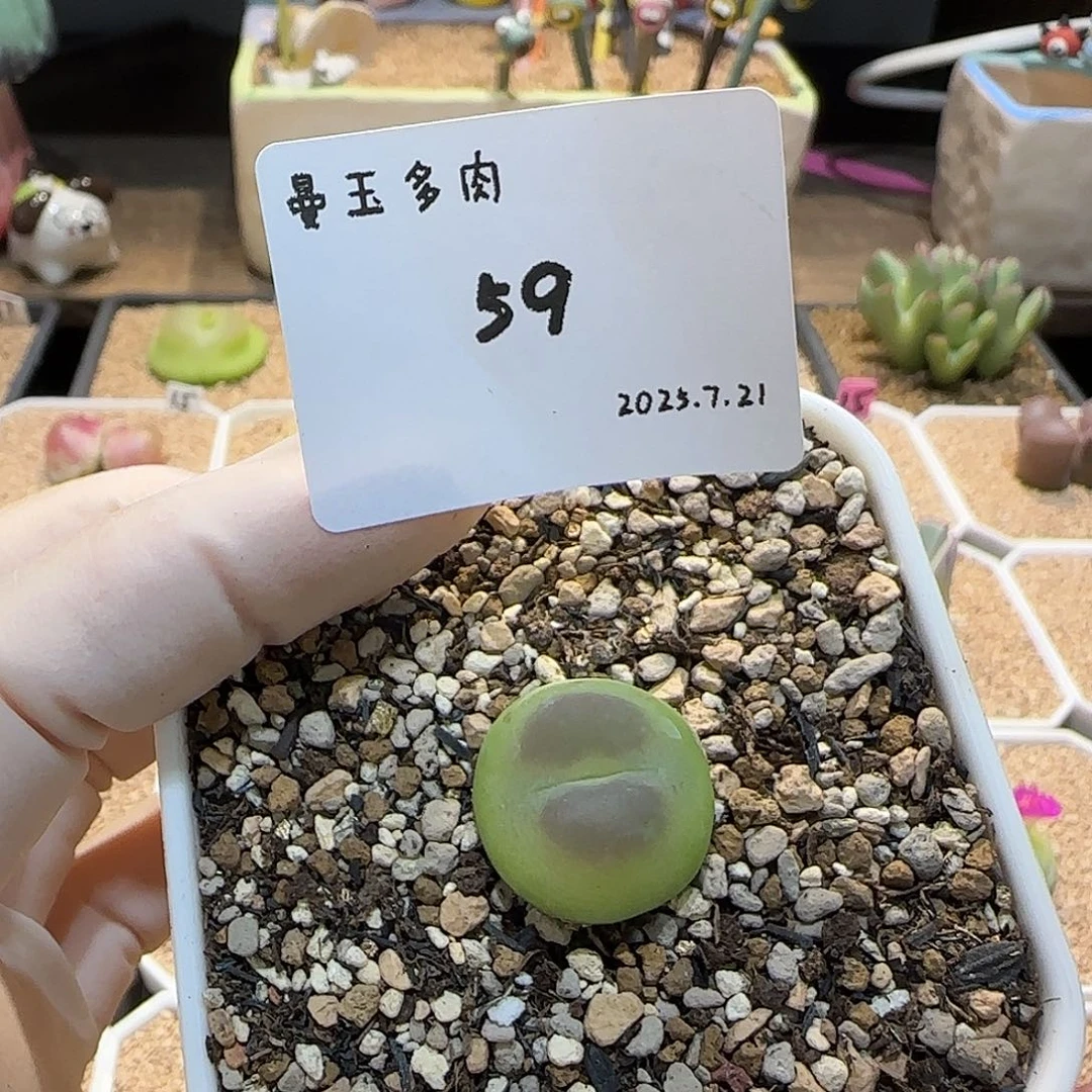 多肉多肉多肉7.21-059