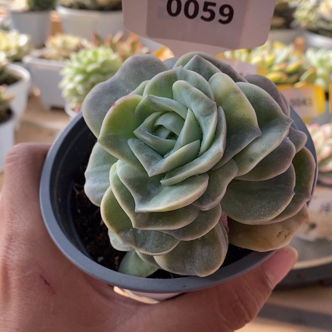 0059可爱玫瑰哈哈哈哈我