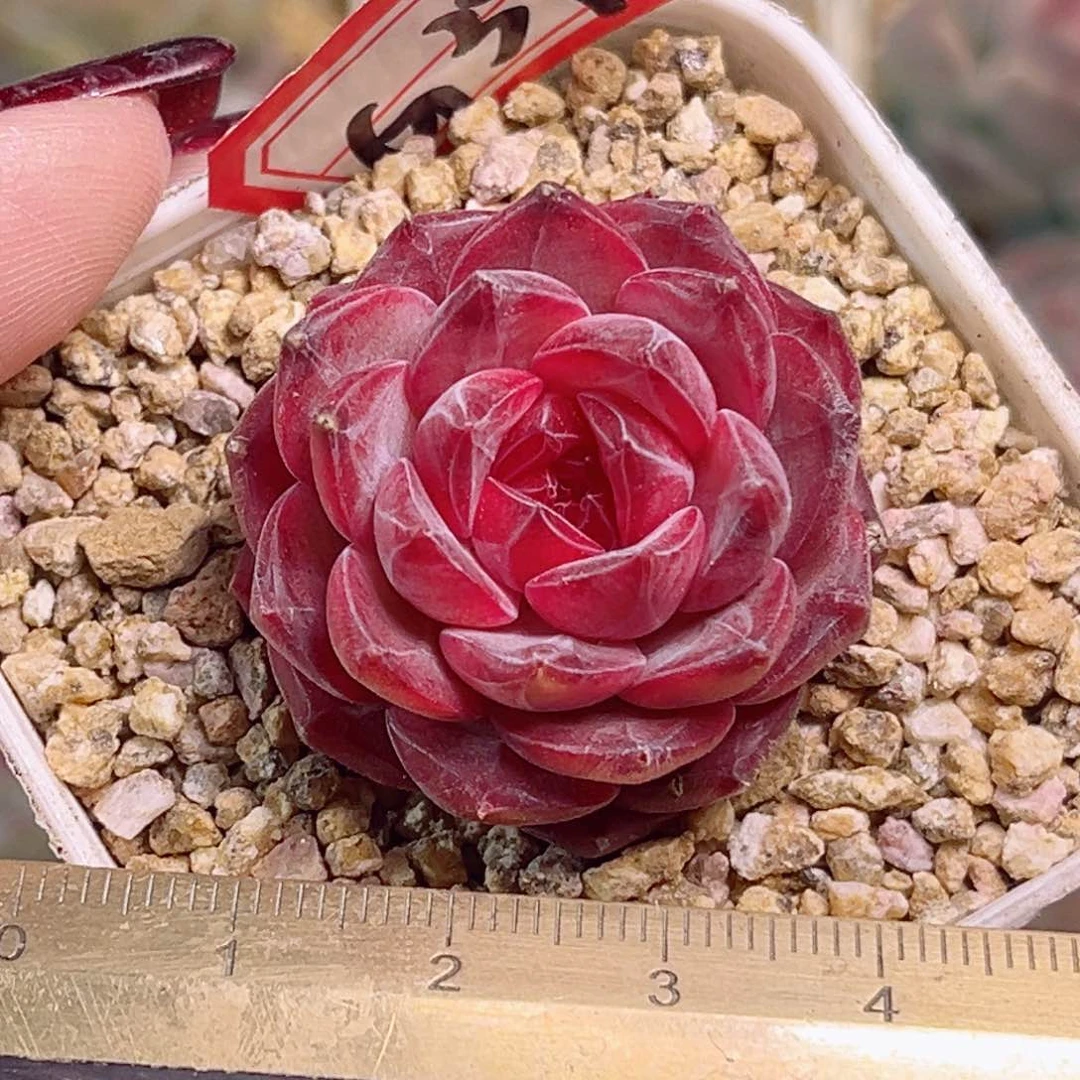 G396一物一拍  曼陀罗