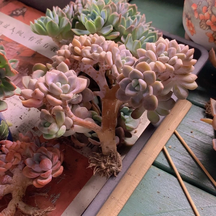 兔****克洛伊树缀朵朵无砍群