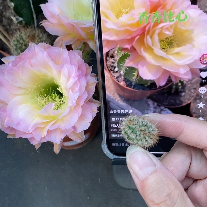 香香比心缀化侧芽1.5公分左右