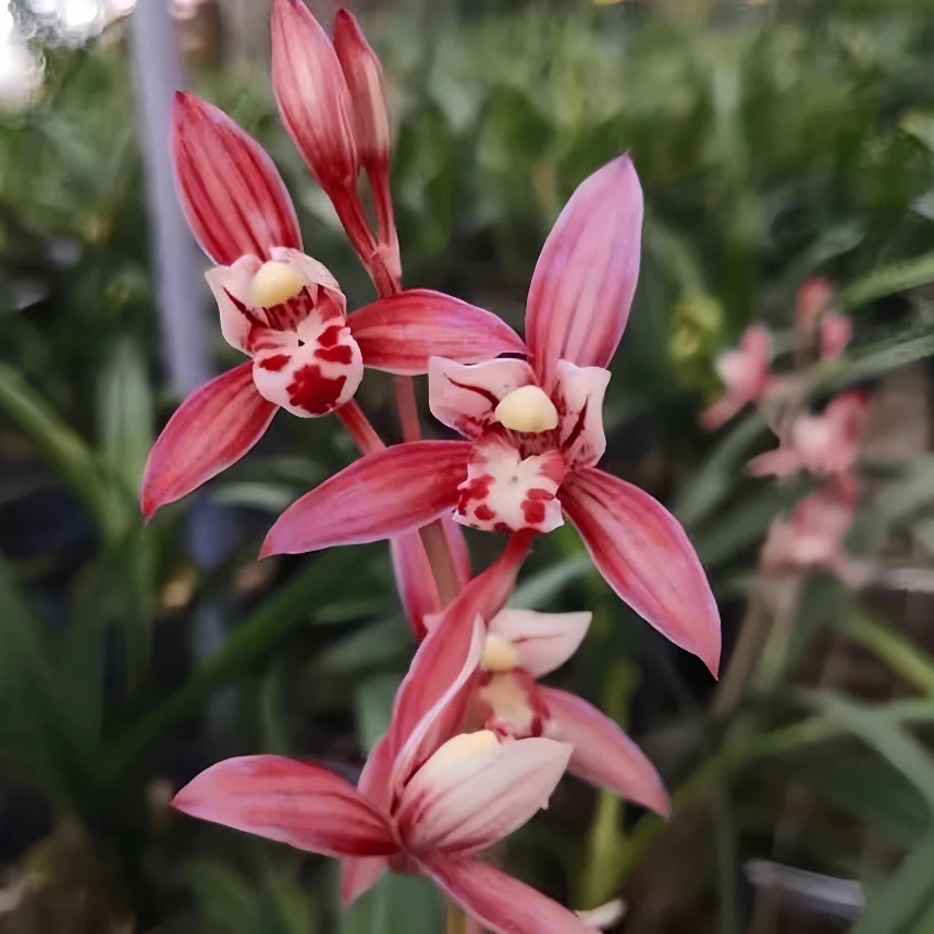 带花苞【红贵妃】浓香建兰好养室内办公桌兰花