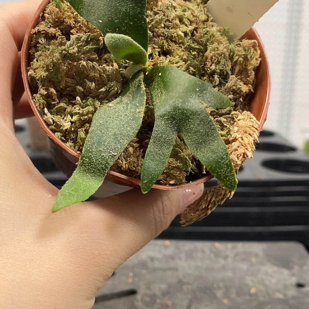 无花朵玉女鹿角蕨