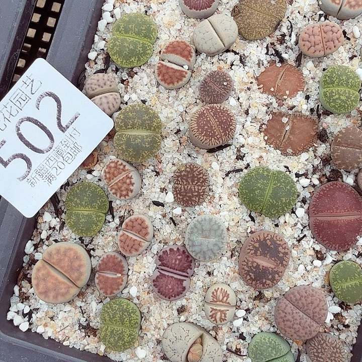 就能使皮肤的502就